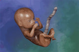 3D Pro-life Postcard